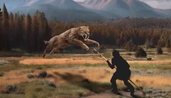 braced pike saber tooth